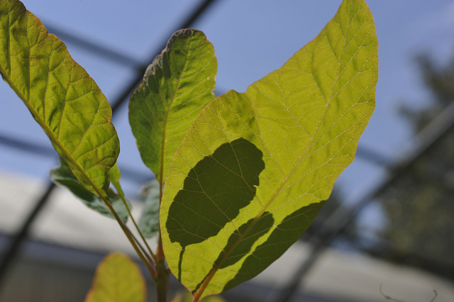 Cotinus obovatus