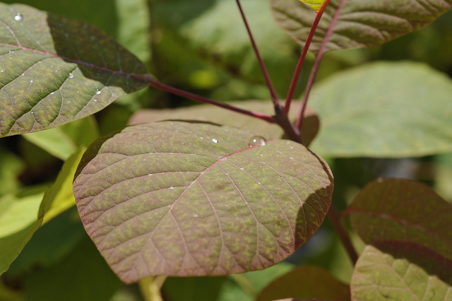 Cotinus obovatus