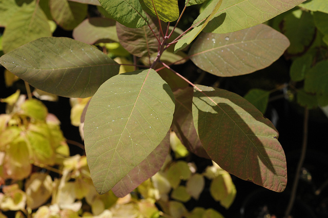Cotinus obovatus