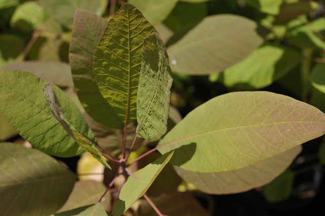 Cotinus obovatus