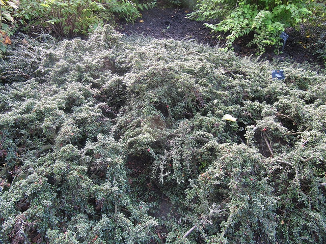 Cotonéaster rampant