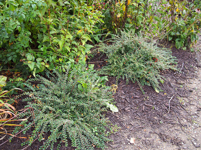 Cotonéaster rampant