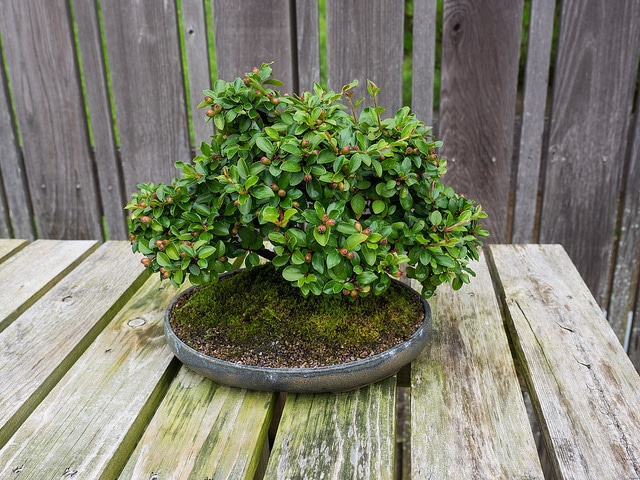 Cotonéaster rampant