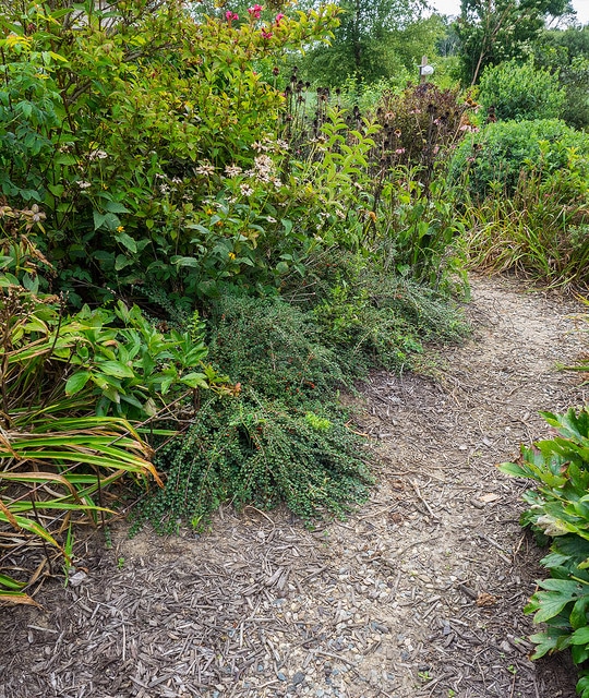Cotonéaster rampant