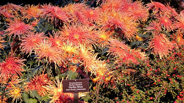 Cotonéaster rampant
