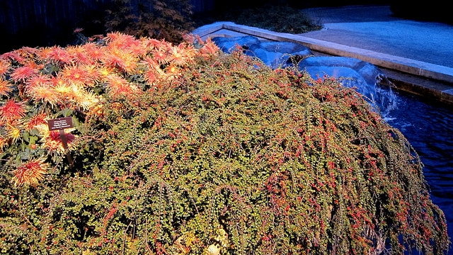 Cotonéaster rampant (Cotoneaster adpressus)