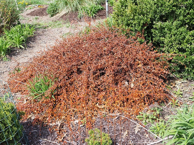 Cotoneaster apiculatus