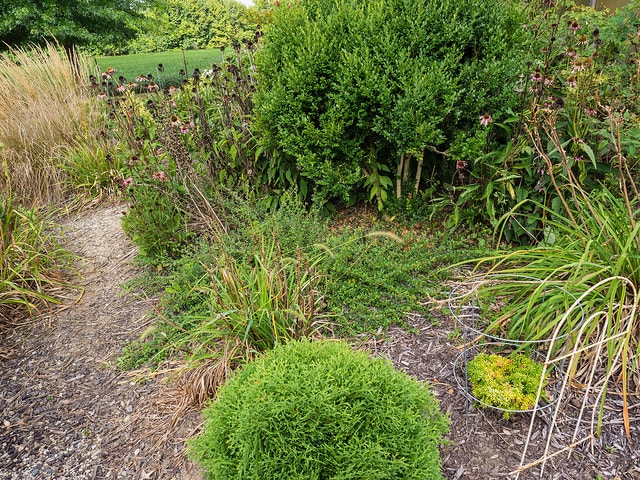 Cotoneaster apiculatus