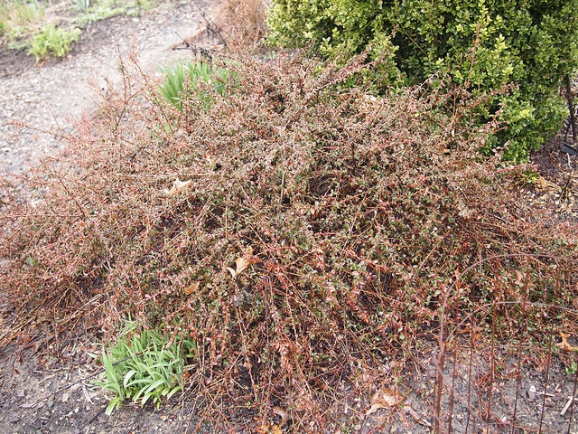Cotoneaster apiculatus