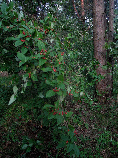 Cotonéaster bulleux