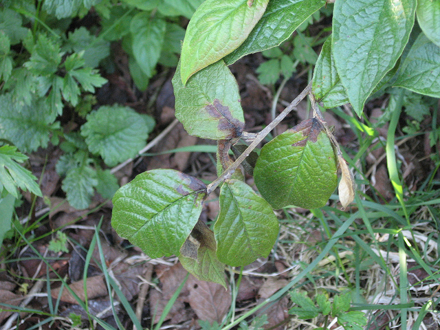 Cotonéaster bulleux