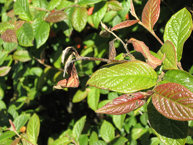 Cotonéaster bulleux