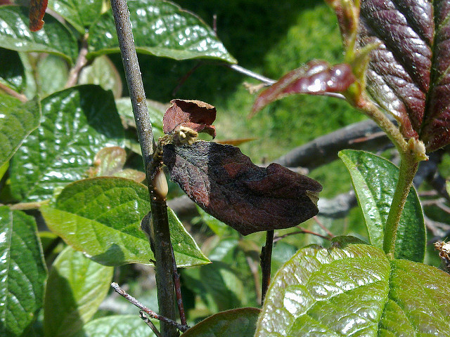 Cotonéaster bulleux