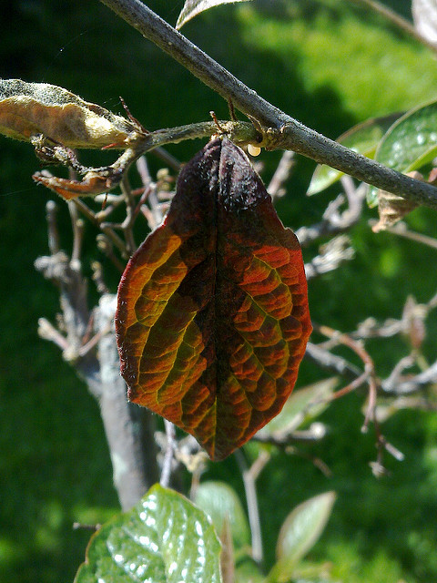 Cotonéaster bulleux