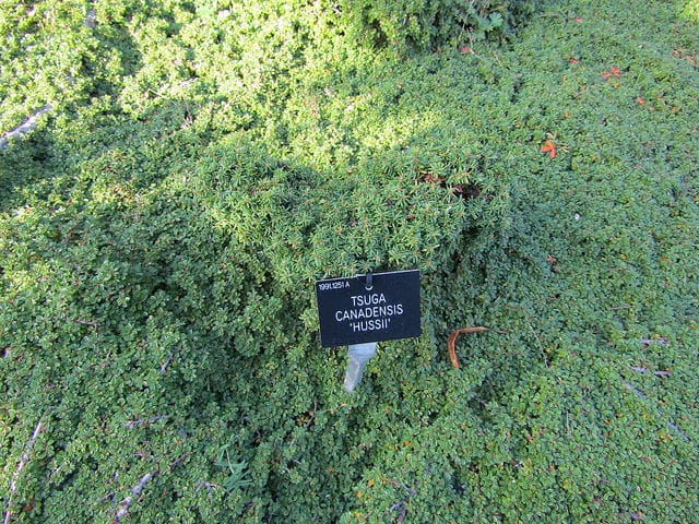 Cotoneaster des pyrénées (Cotoneaster congestus)
