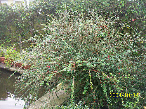 Cotoneaster conspicuus
