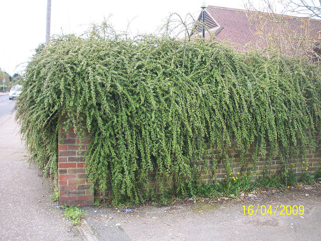 Cotonéaster de dammer
