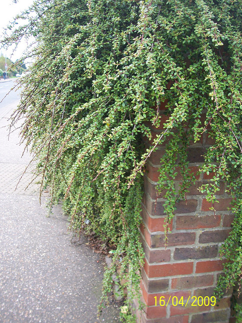 Cotonéaster de dammer