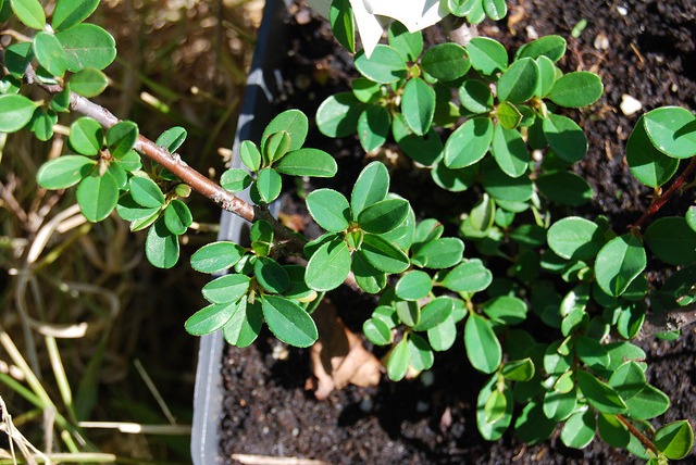 Cotonéaster de dammer