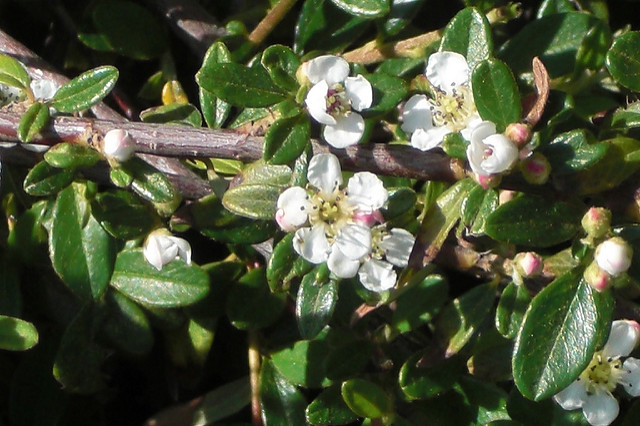 Cotonéaster de dammer