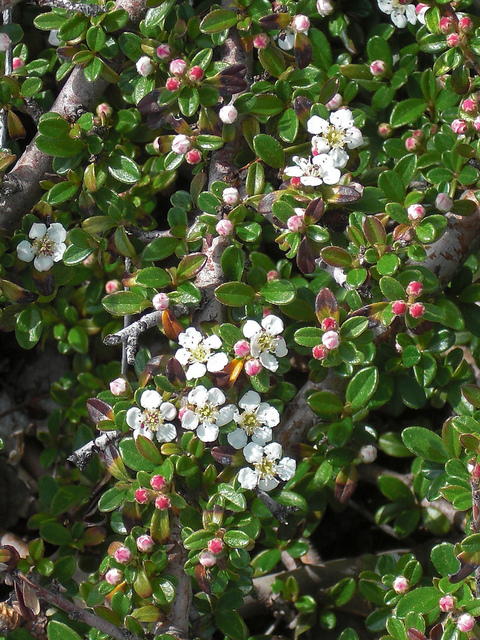 Cotonéaster de dammer
