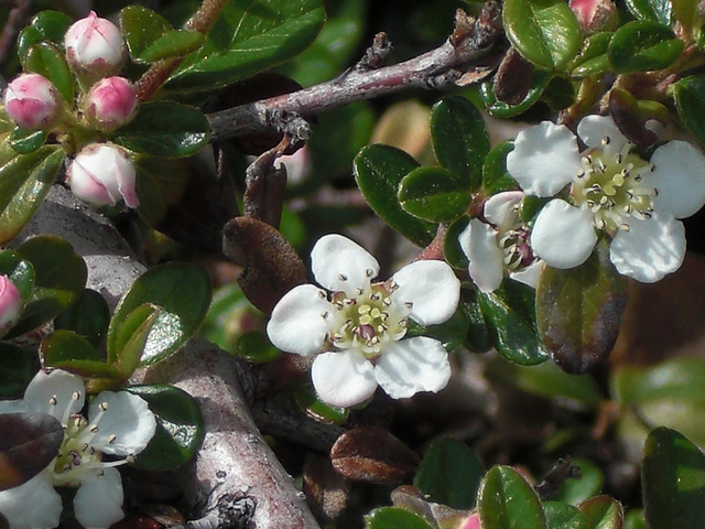 Cotonéaster de dammer (Cotoneaster dammeri)