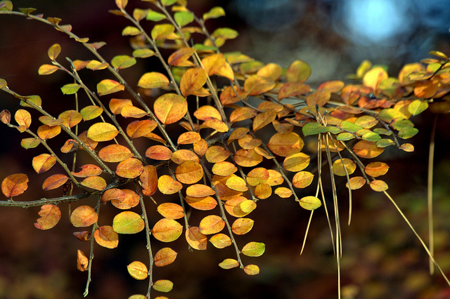 Cotoneaster divaricatus