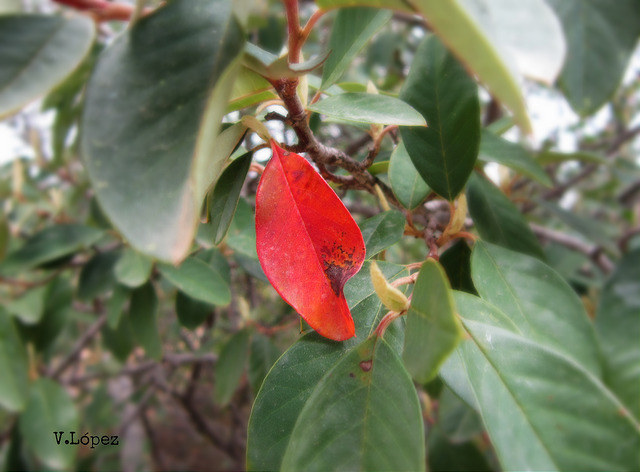 Cotonéaster de franchet (Cotoneaster franchetii)