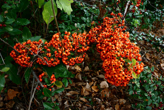 Cotonéaster de franchet