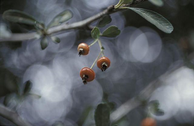 Cotonéaster de franchet
