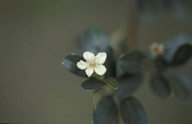 Cotonéaster de franchet
