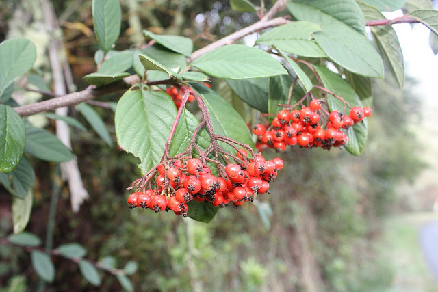 Cotonéaster de franchet