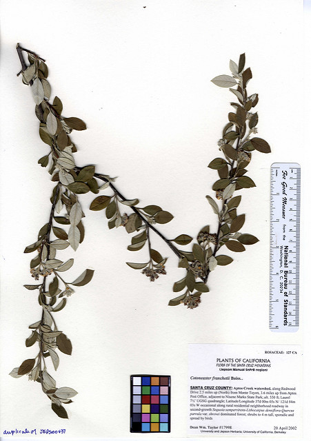 Cotonéaster de franchet