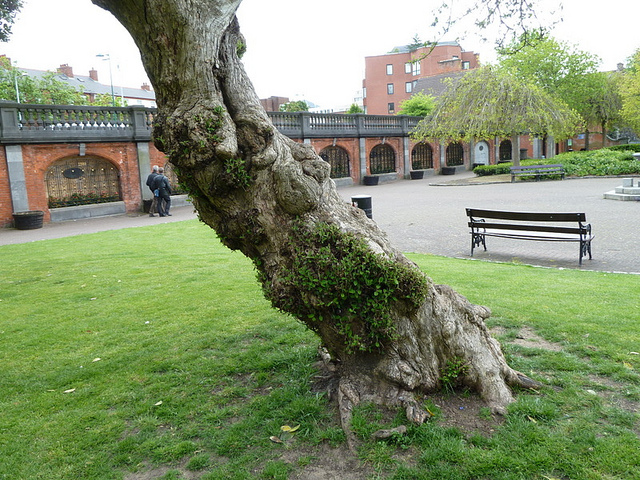 Cotonéaster des frimas (Cotoneaster frigidus)