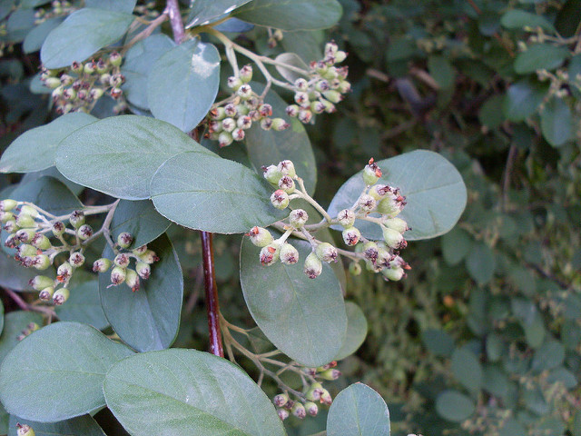 Cotoneaster bleu