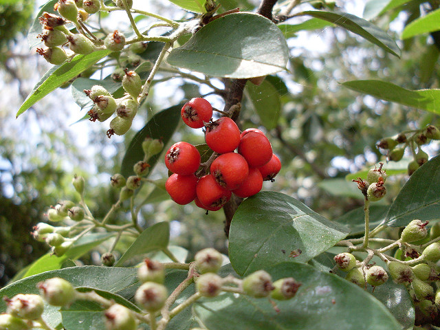 Cotoneaster bleu (Cotoneaster glaucophyllus)
