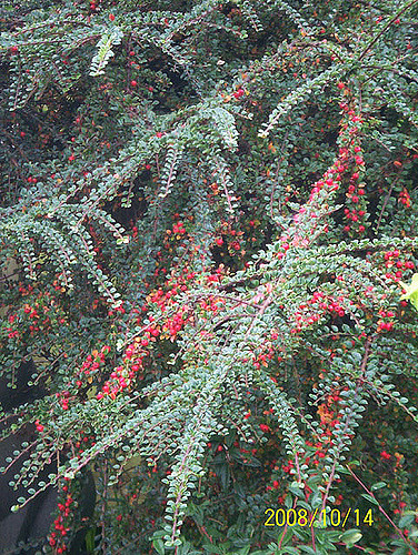 Cotonéaster horizontal (Cotoneaster horizontalis)