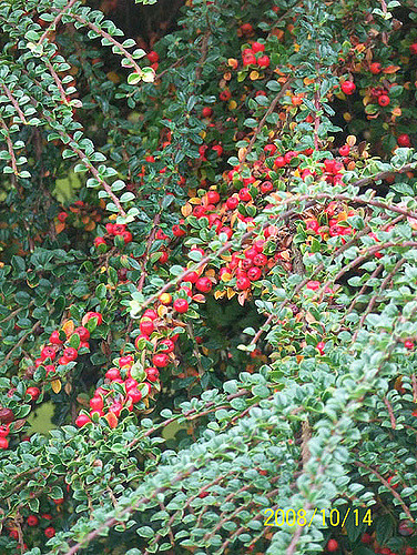 Cotonéaster horizontal