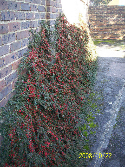 Cotonéaster horizontal
