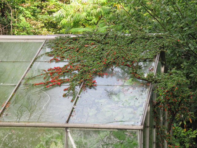 Cotonéaster horizontal