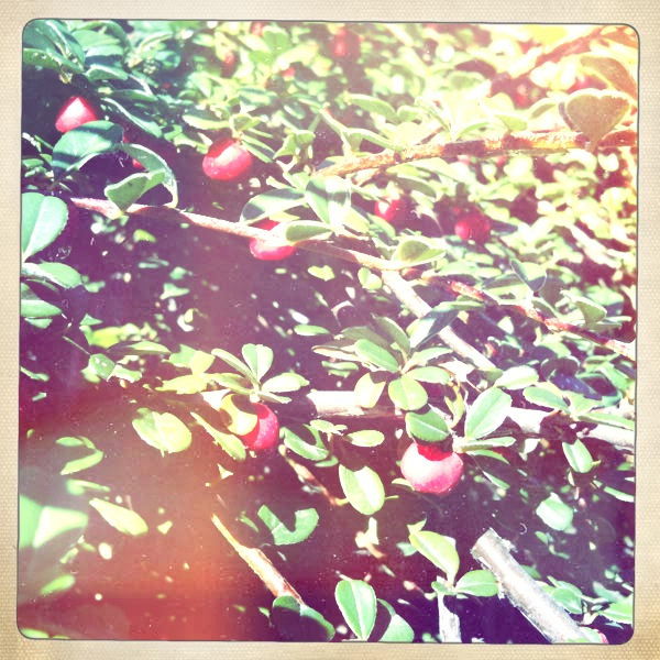 Cotonéaster horizontal