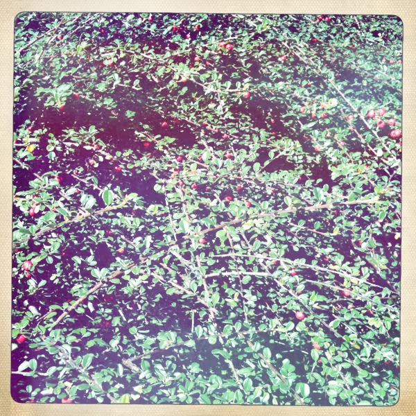Cotonéaster horizontal