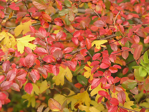 Cotonéaster à feuilles entières
