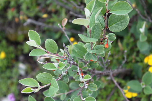 Cotonéaster à feuilles entières
