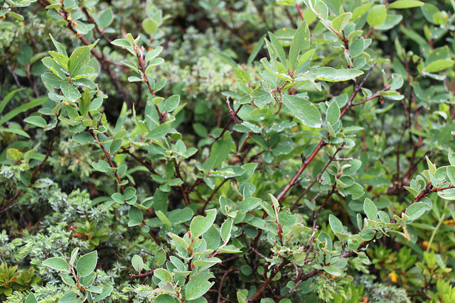 Cotonéaster à feuilles entières (Cotoneaster integerrimus)