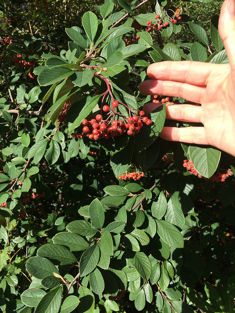 Cotonéaster laiteux