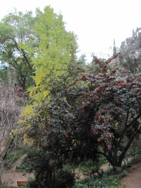 Cotonéaster laiteux