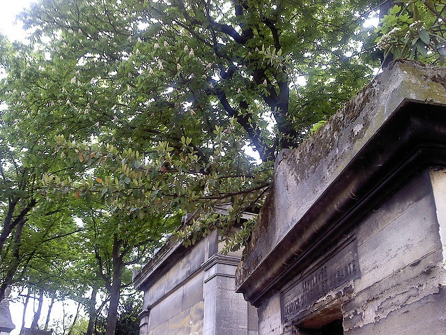Cotonéaster laiteux (Cotoneaster lacteus)