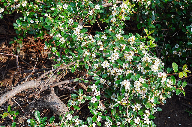 Cotonéaster à petites feuilles