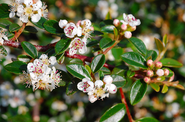 Cotonéaster à petites feuilles